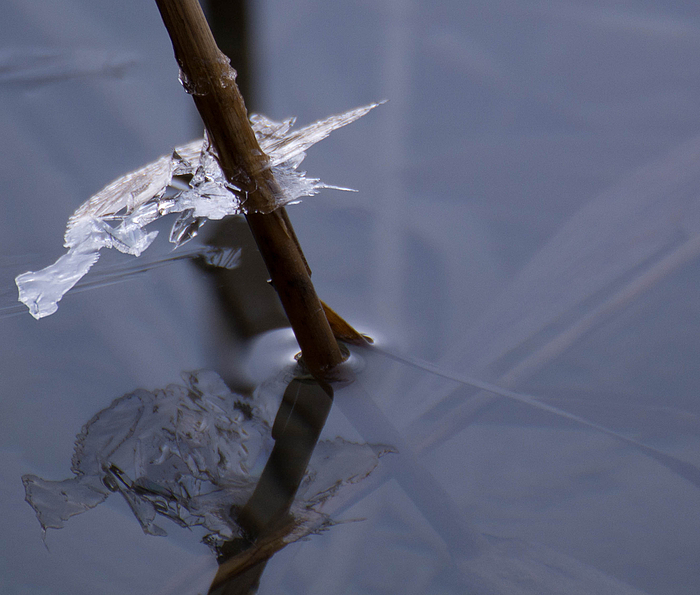 Die Liebe zum Detail - Lichtbrechung im Wasser