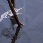 Die Liebe zum Detail - Lichtbrechung im Wasser