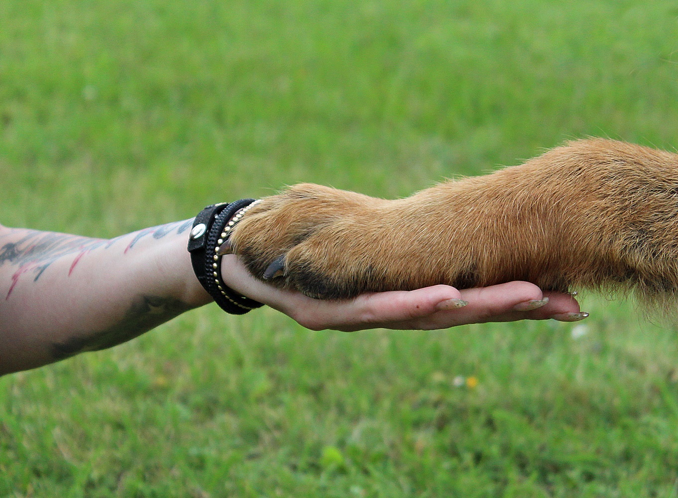 Die Liebe zwischen Mensch und Hund