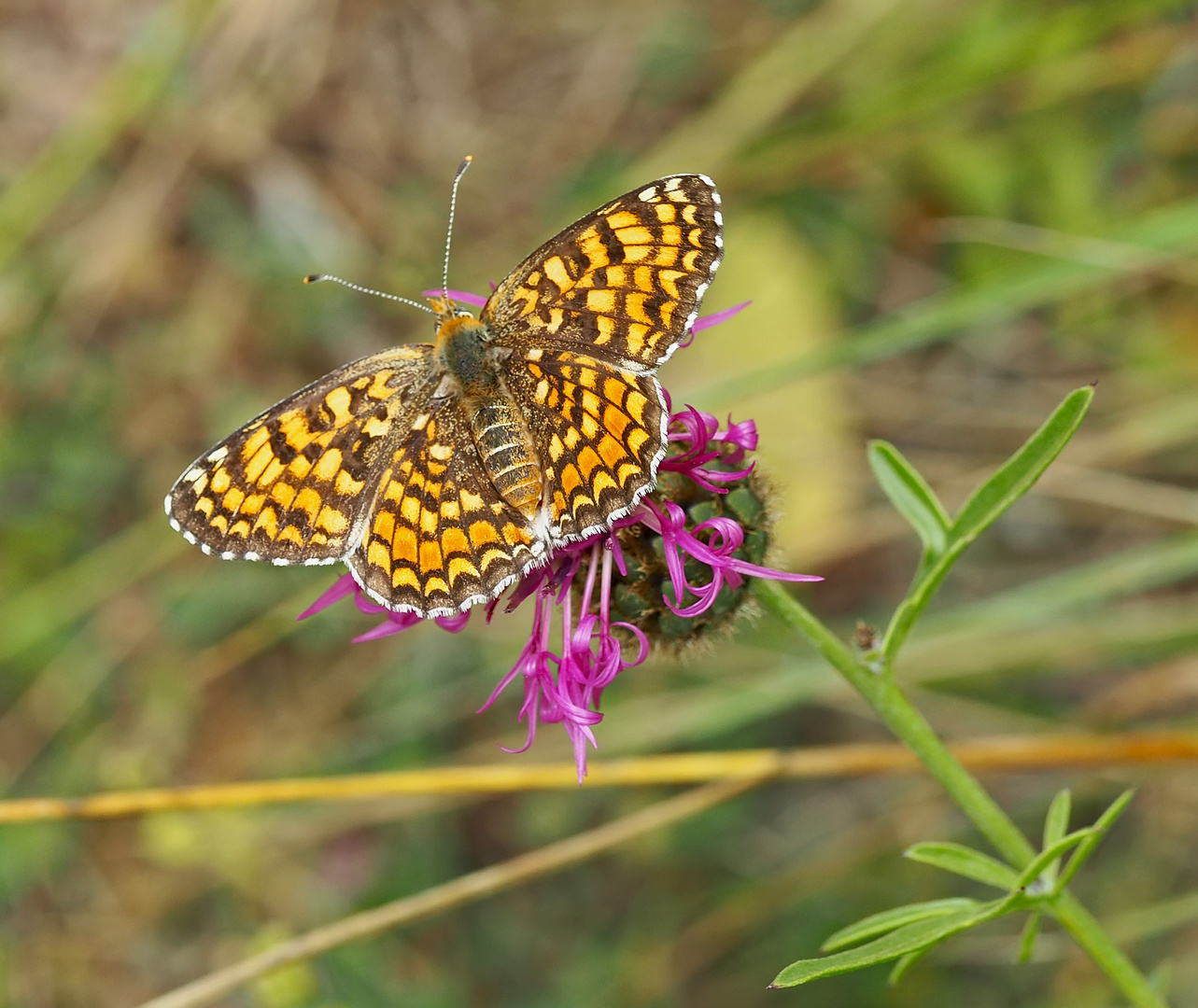 Die lieben Blumen, so wie wir auch: ein Flockenblumen-Scheckenfalter (Melitaea phoebe). *