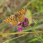 Die lieben Blumen, so wie wir auch: ein Flockenblumen-Scheckenfalter (Melitaea phoebe). *