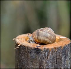 Die lieben das Regenwetter....