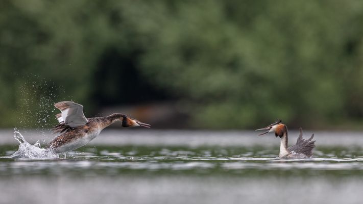Die lieben Nachbarn 1
