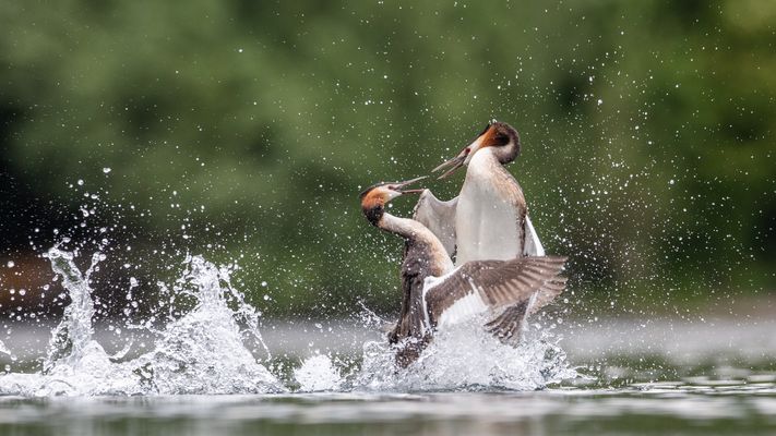 Die lieben Nachbarn 2