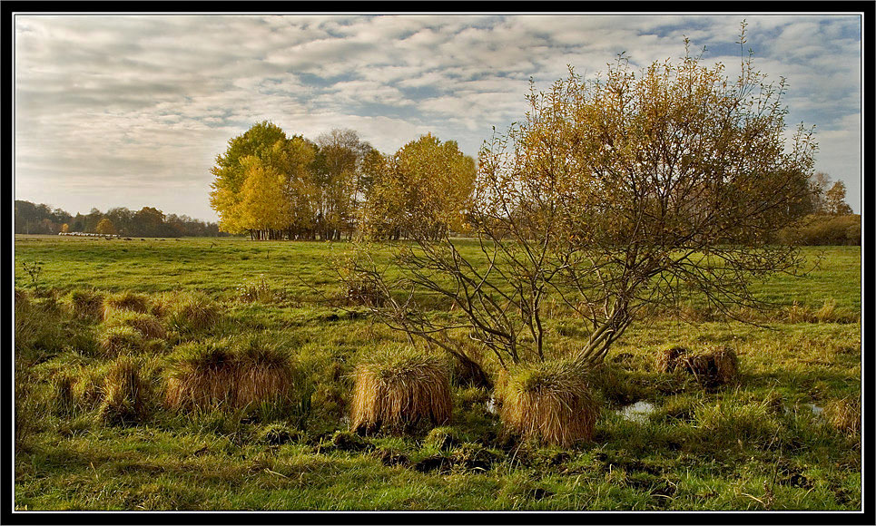 Die Lieberoser Wiesenlandschaft (III) ...