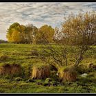 Die Lieberoser Wiesenlandschaft (III) ...