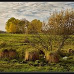 Die Lieberoser Wiesenlandschaft (III) ...