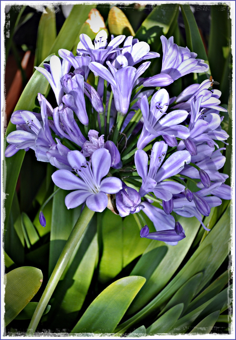 Die "Liebesblume" AGAPANTHUS