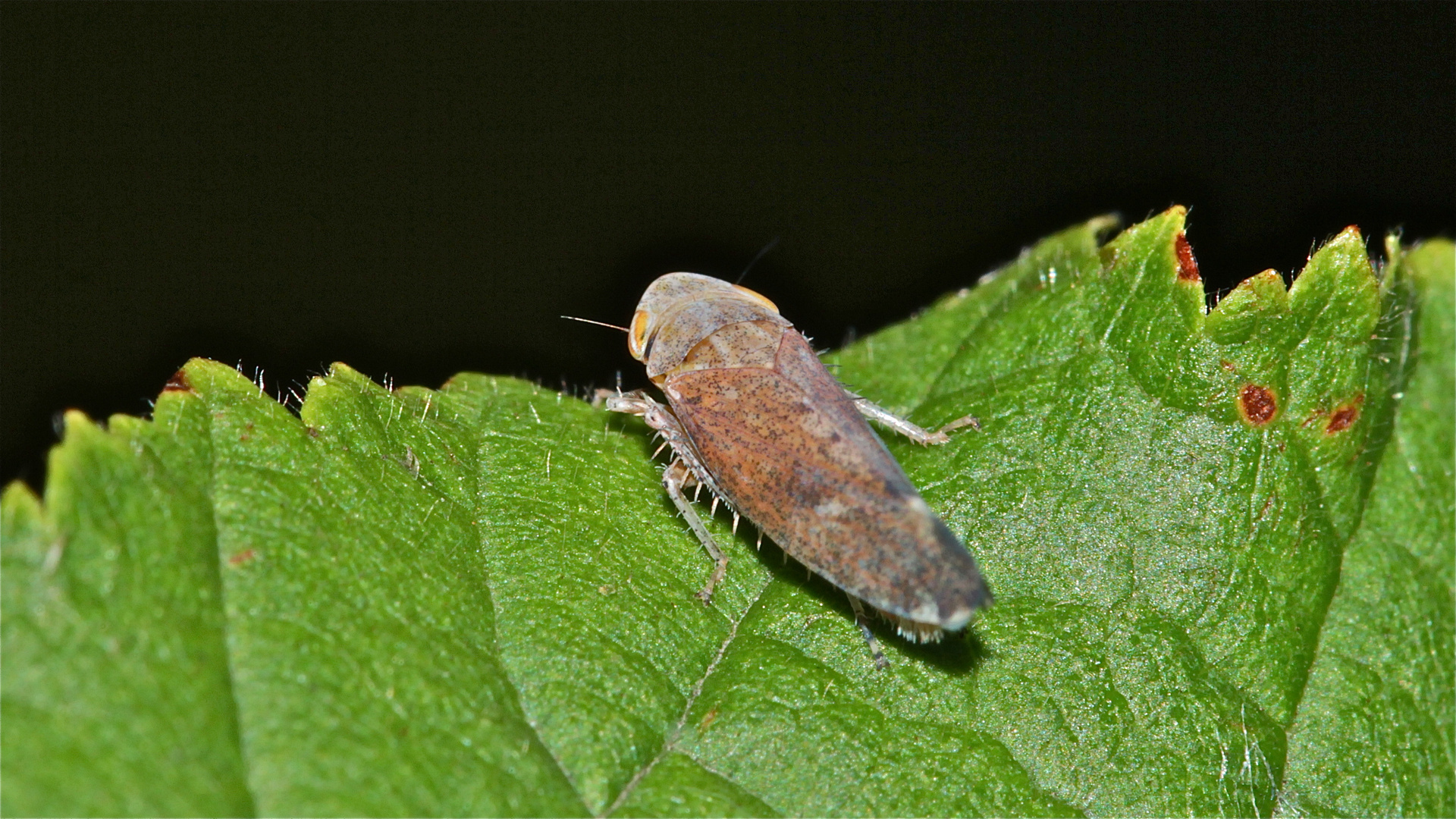 Die Ligusterstrauchzirpe (Fieberella florii) ist offenbar . . .