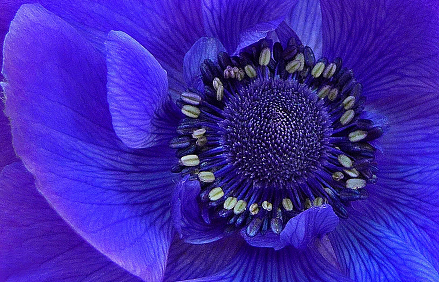 Die lila Anemone