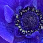 Die lila Anemone