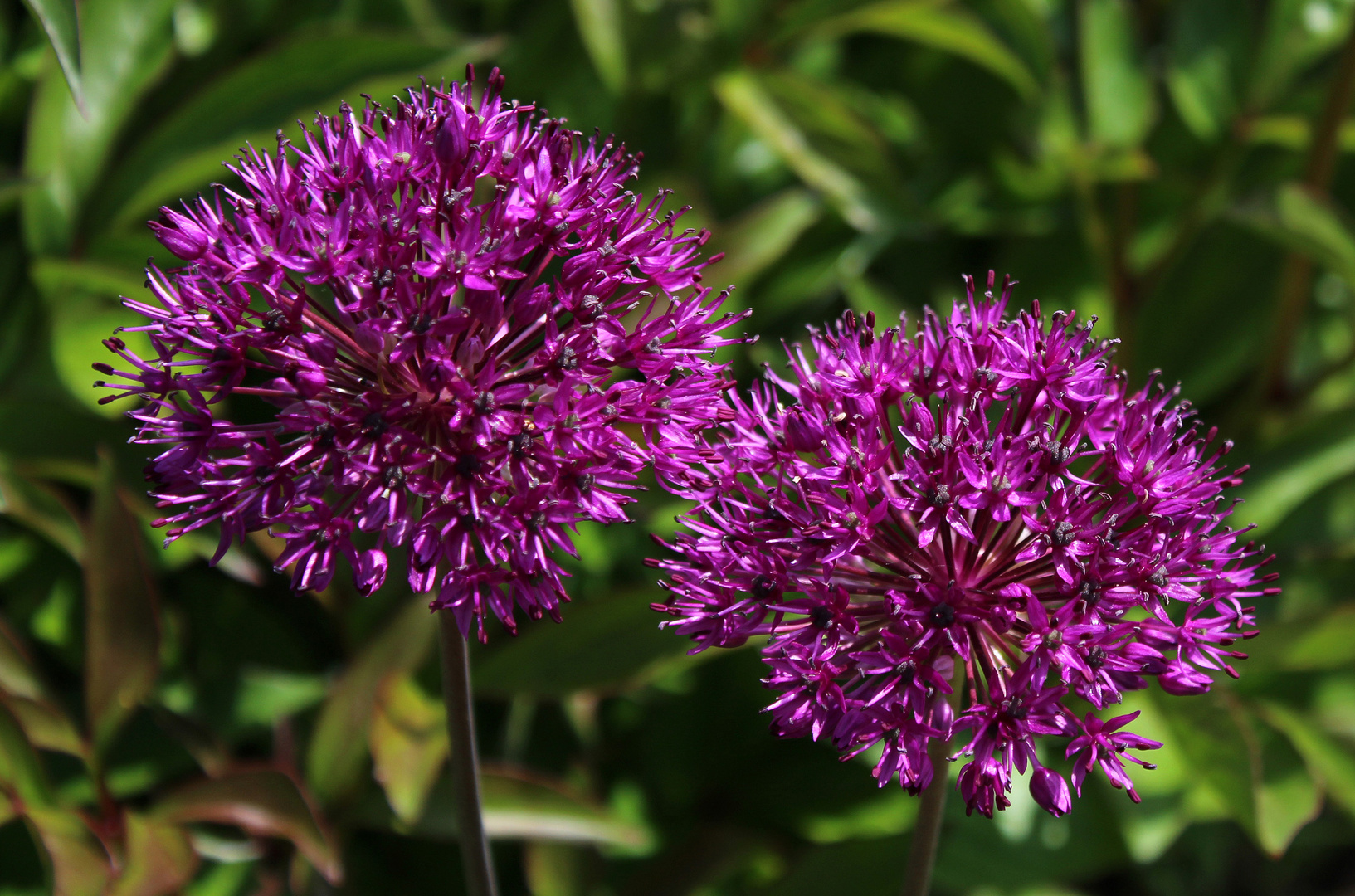 die lila "Bälle" zieren den Garten