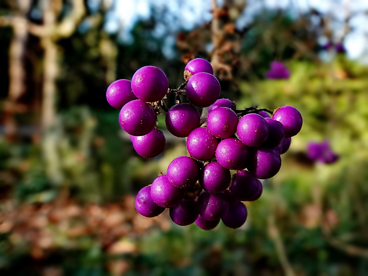 die lila Beeren, kommen heute zu Ehren