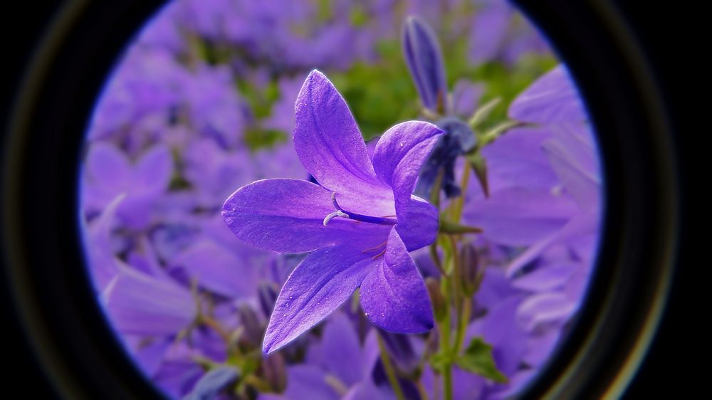 Die lila Blüten im Garten