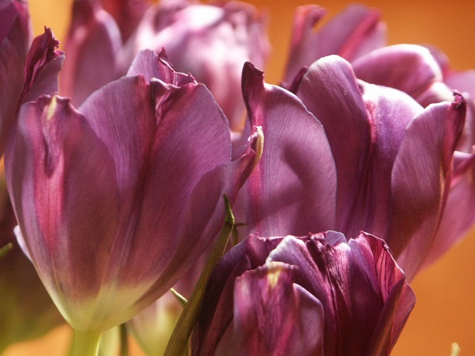 Die lila Tulpe