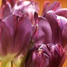 Die lila Tulpe