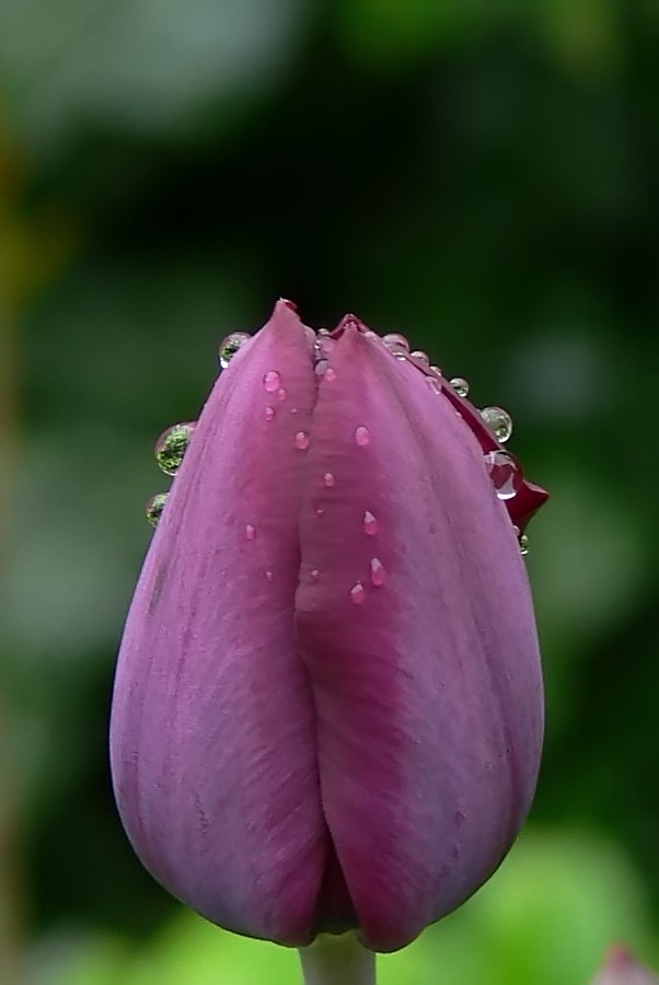 Die Lila Tulpe mit den Wassertropfen.....