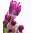 die lila Tulpen