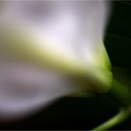 Die Lilie */ - 2