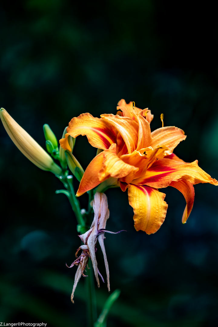 Die Lilie Foto & Bild natur, pflanzen Bilder auf