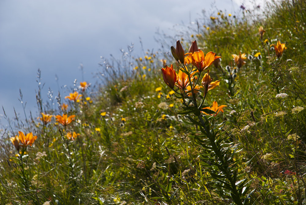 Die Lilien auf dem Felde...