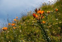 Die Lilien auf dem Felde...