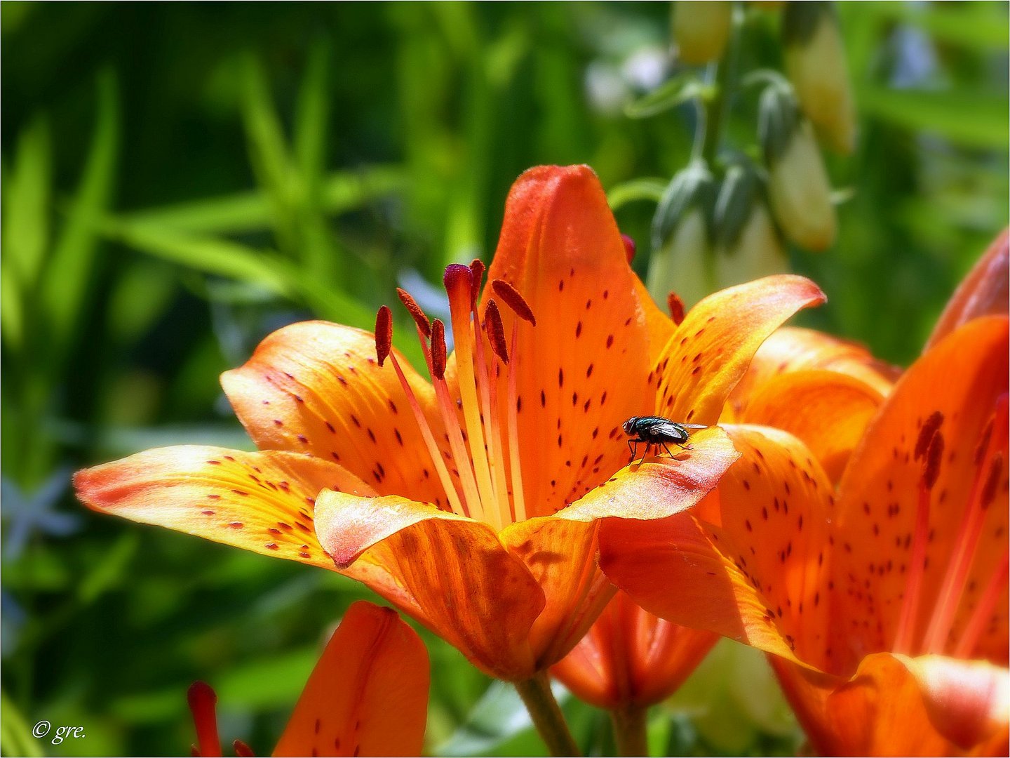 Die Lilien blühen wieder