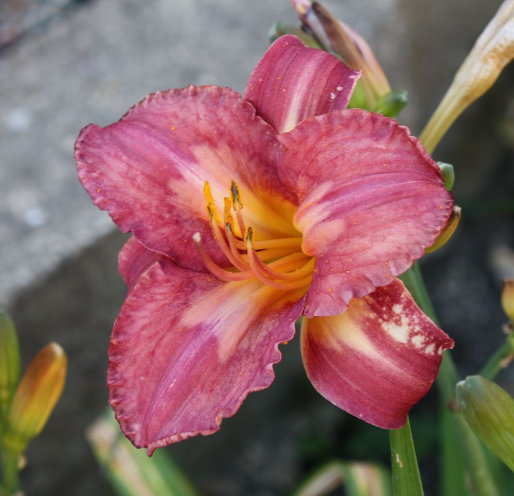 die Lilien dominieren den Garten