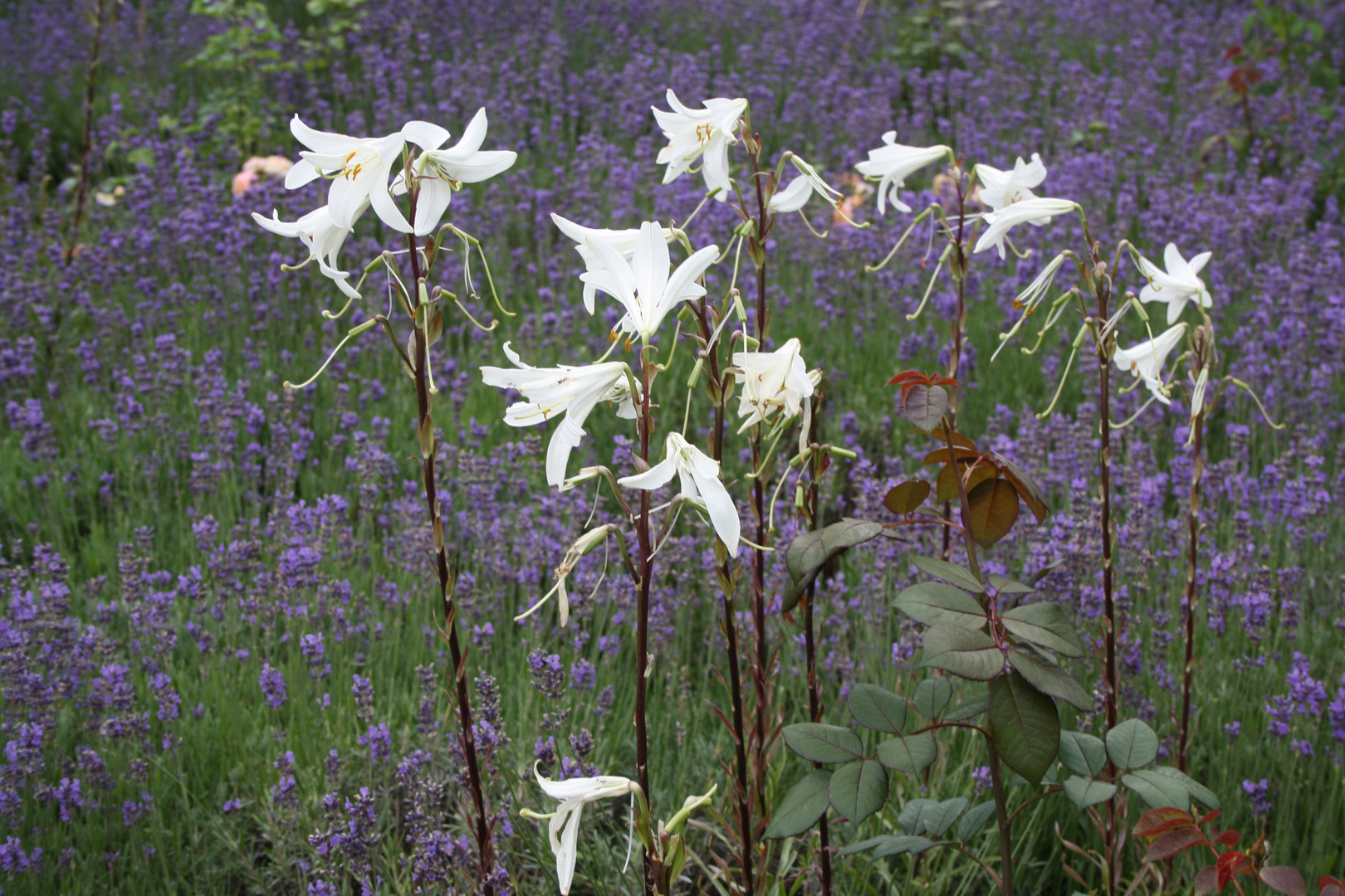 Die Lilien im Felde