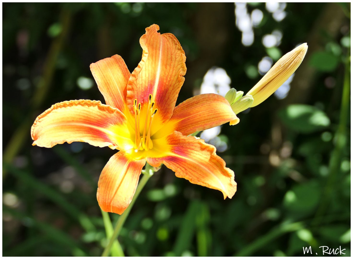 Die Lilien im Garten sind aufgegangen ,