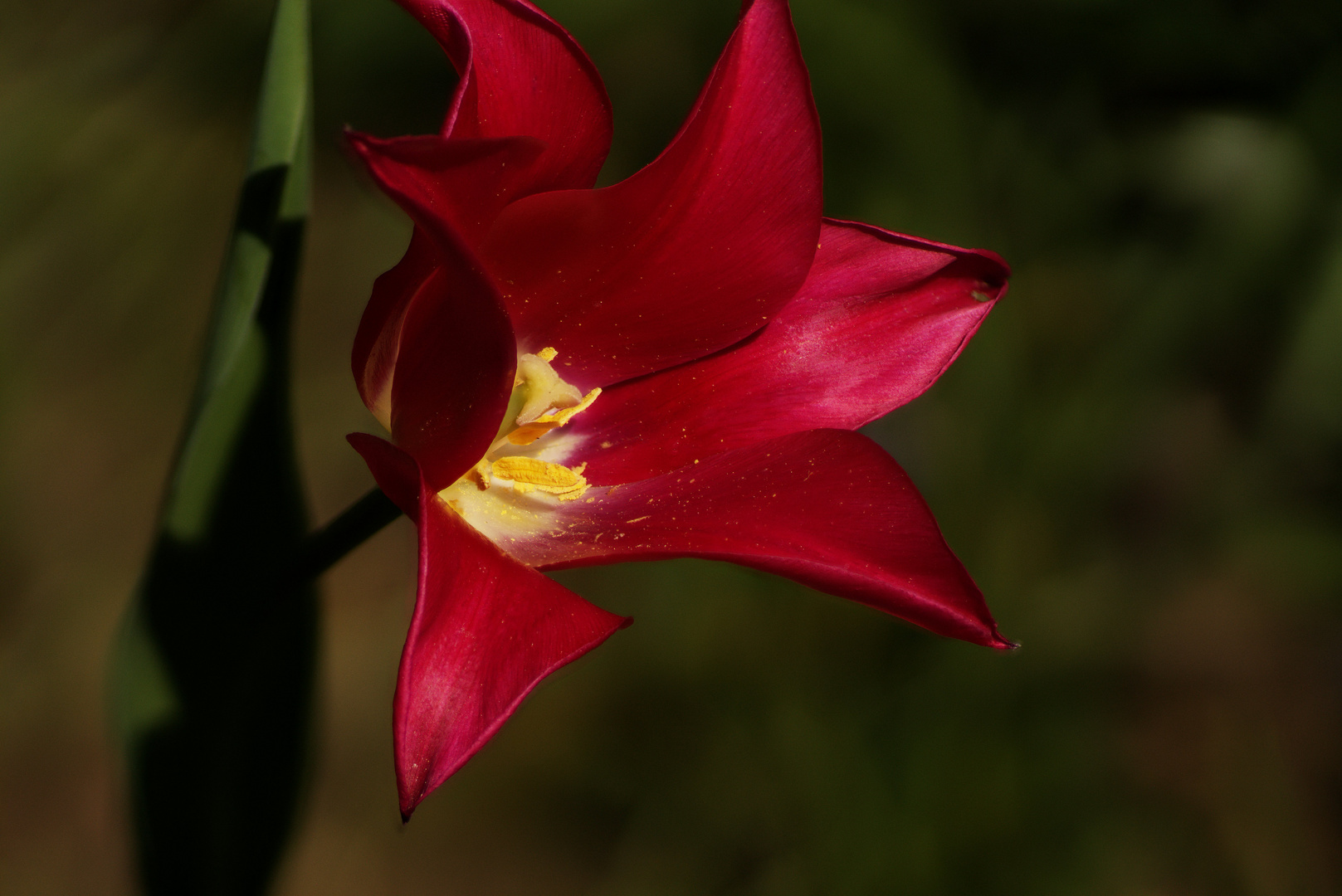 Die Lilienblütige