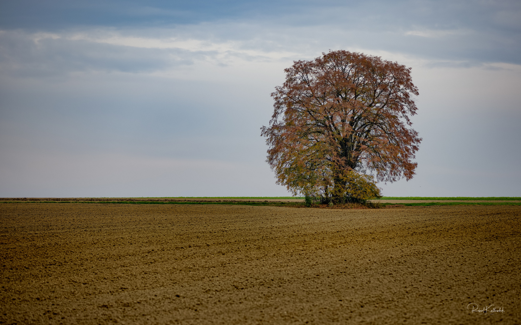 Die Linde am Gerstmayrweg