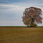 Die Linde am Gerstmayrweg