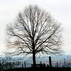 Die Linde am Rossacker und der Blick auf Bern