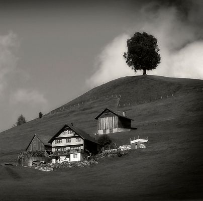 Die Linde auf dem Hügel