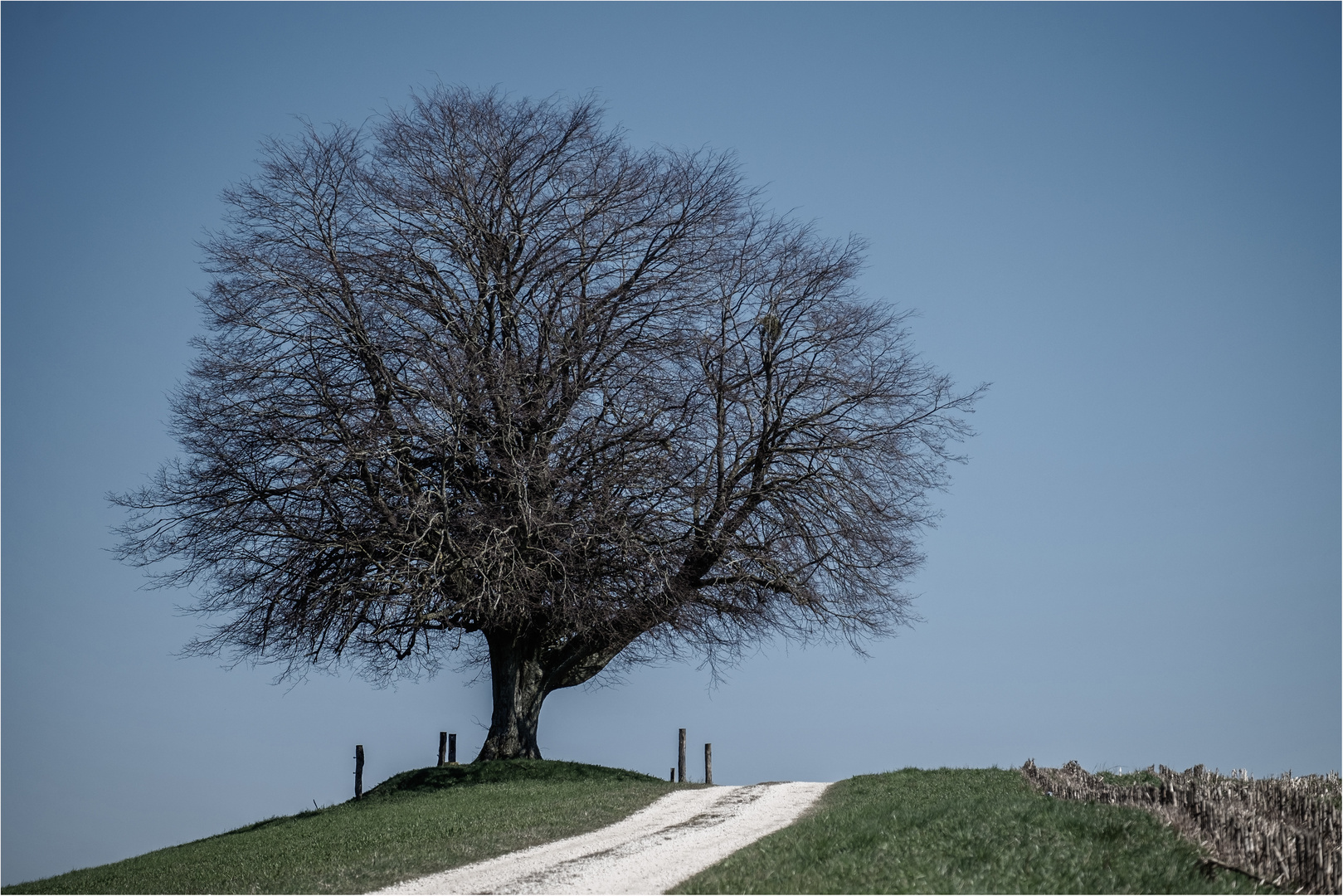 Die Linde im April