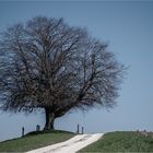 Die Linde im April