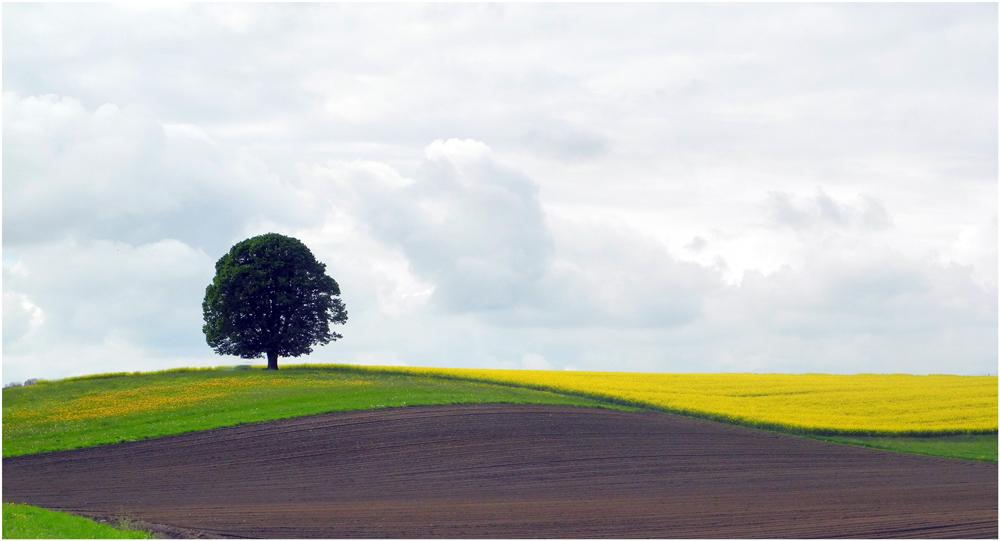 die Linde im Frühling