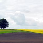 die Linde im Frühling