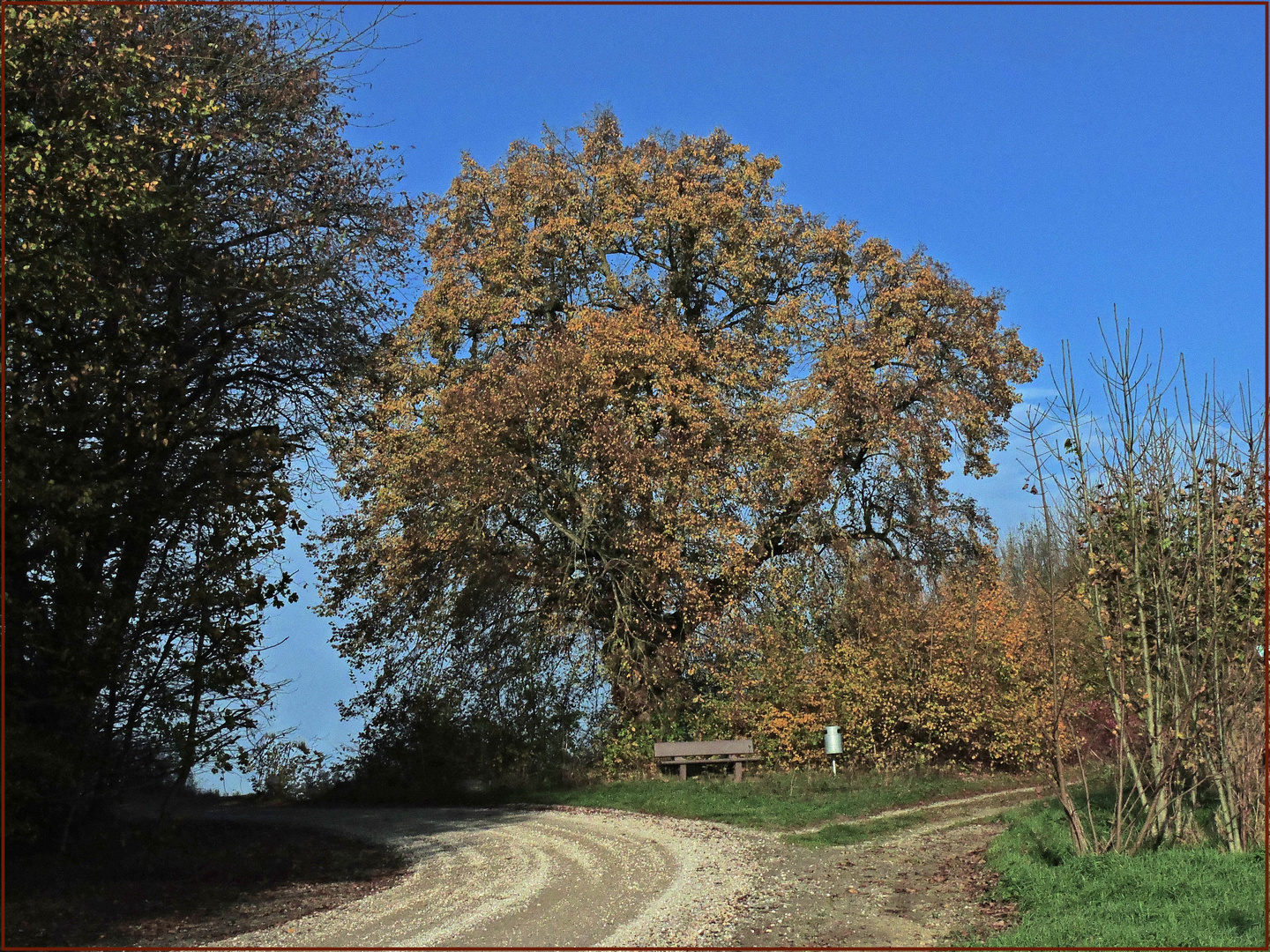 Die Linde im herbstlichen Gewand .