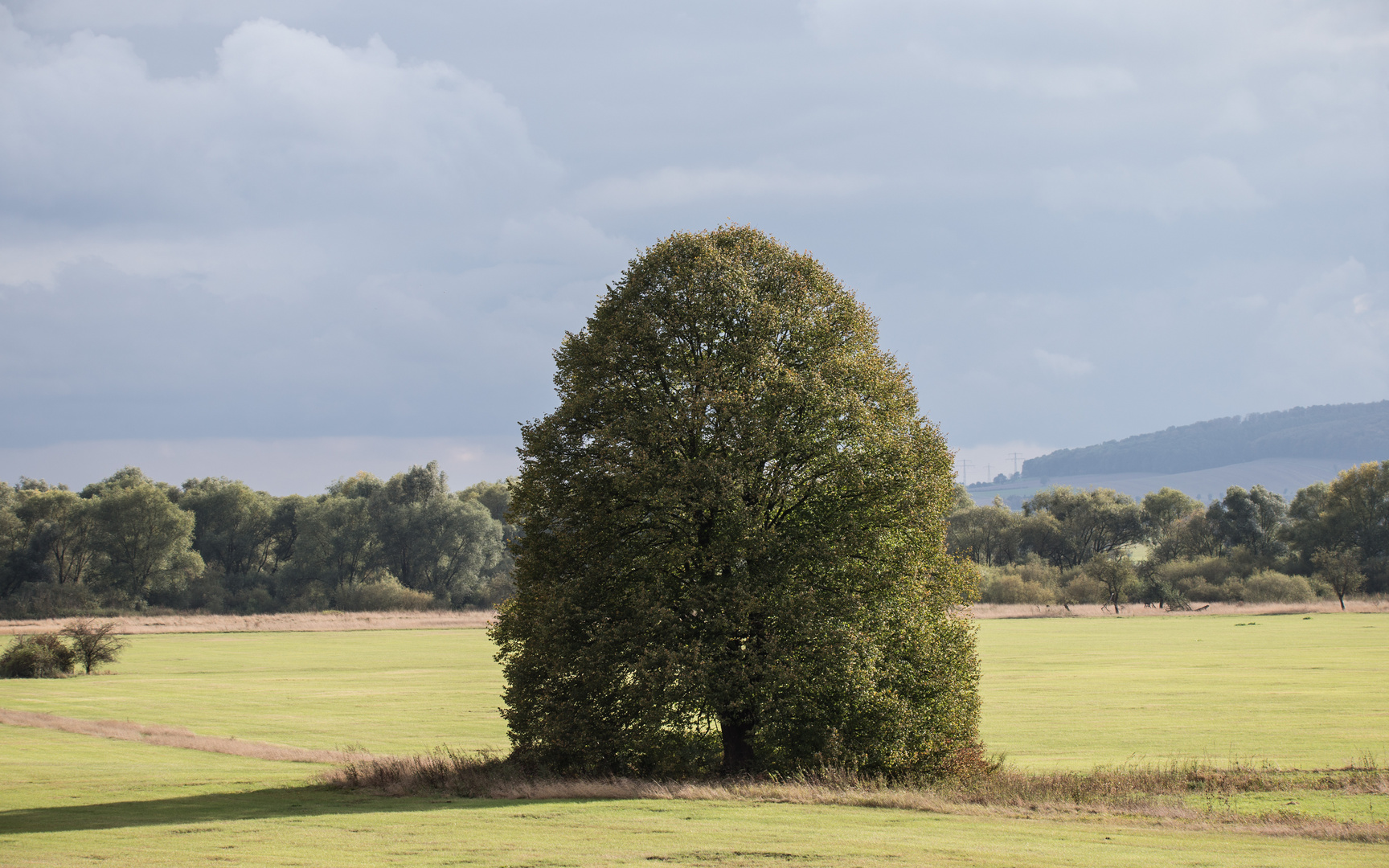 Die Linde im Leinepolder.