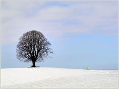 die Linde im Winter