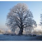 Die Linde im Winterkleid. Sonnenschein aber bitterkalt (-14°C )