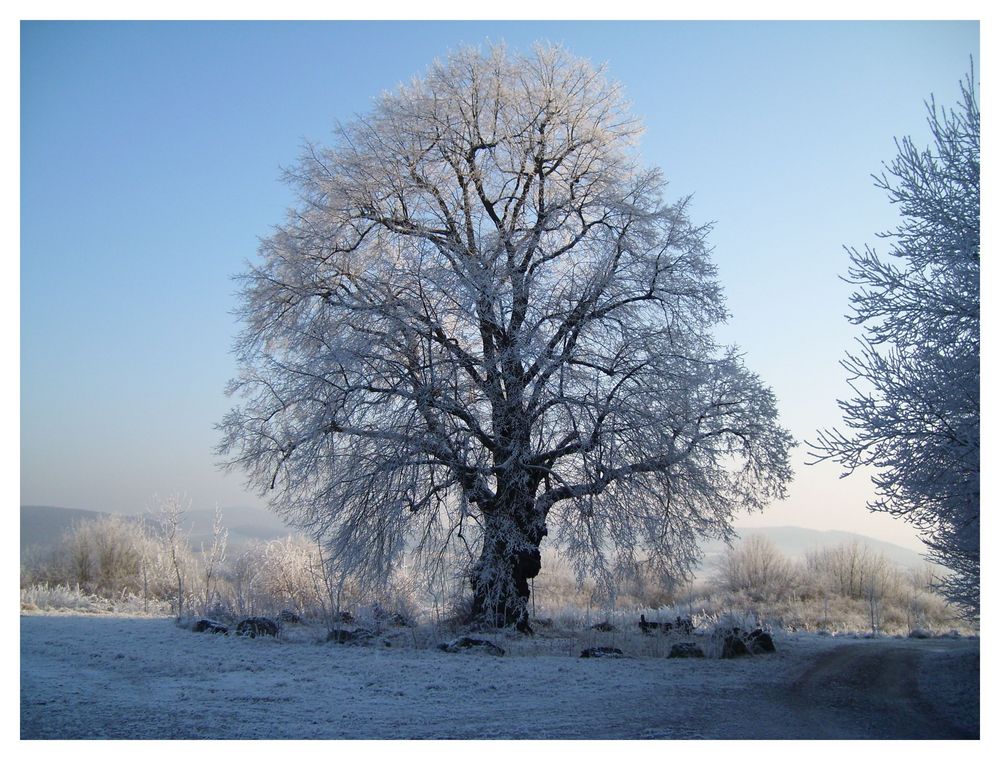 Die Linde im Winterkleid. Sonnenschein aber bitterkalt (-14°C )