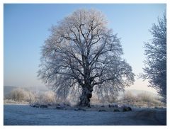 Die Linde im Winterkleid. Sonnenschein aber bitterkalt (-14°C )