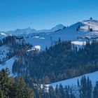 Die Linde und die Berner Alpen