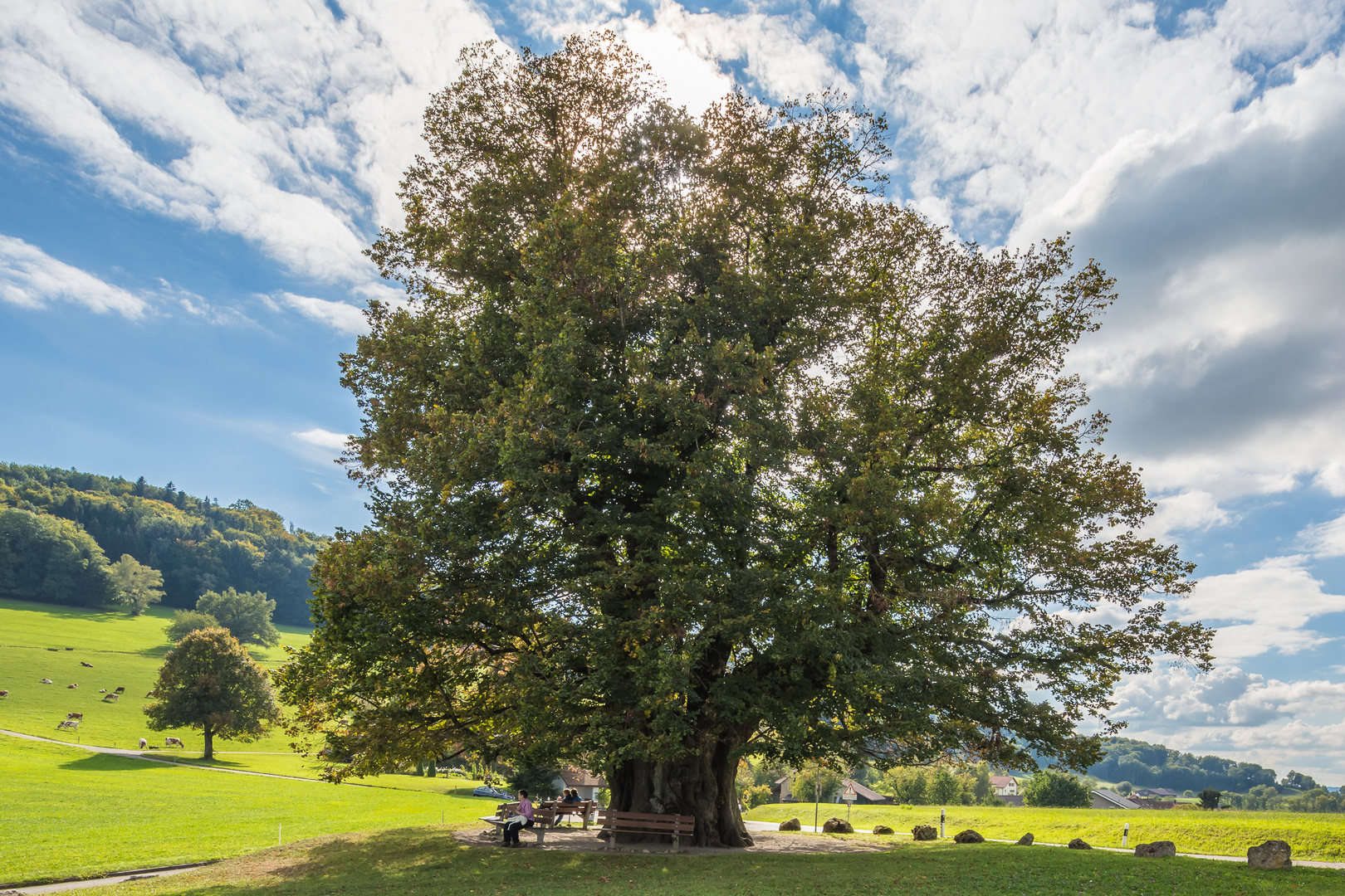 Die Linde von Linn