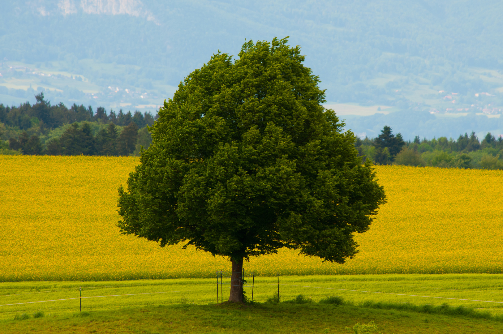 Die Linde vor Gelb