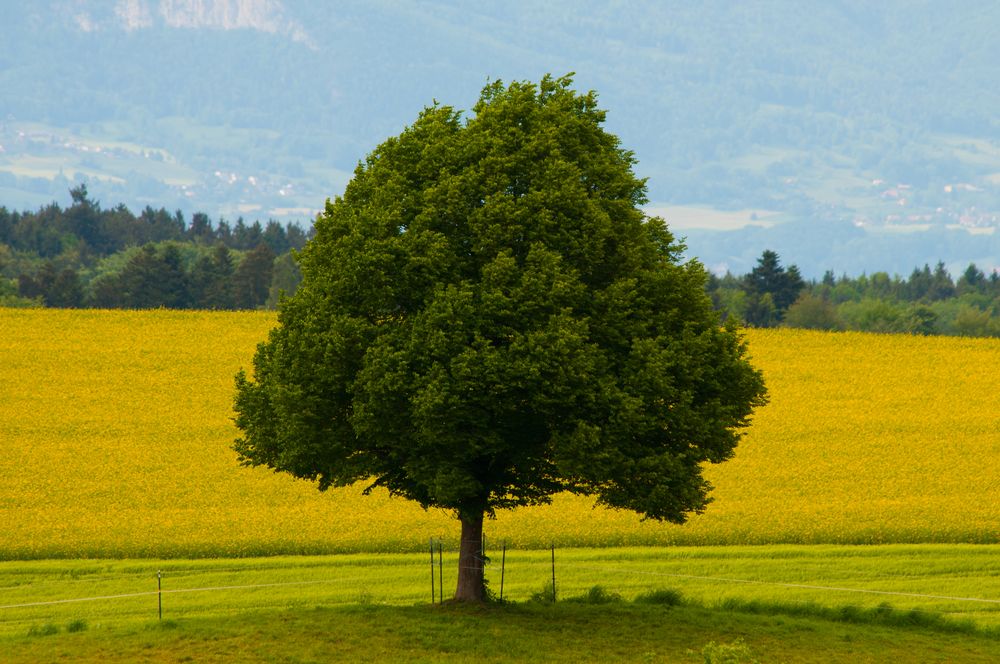 Die Linde vor Gelb Foto & Bild | pflanzen, pilze & flechten, bäume ...