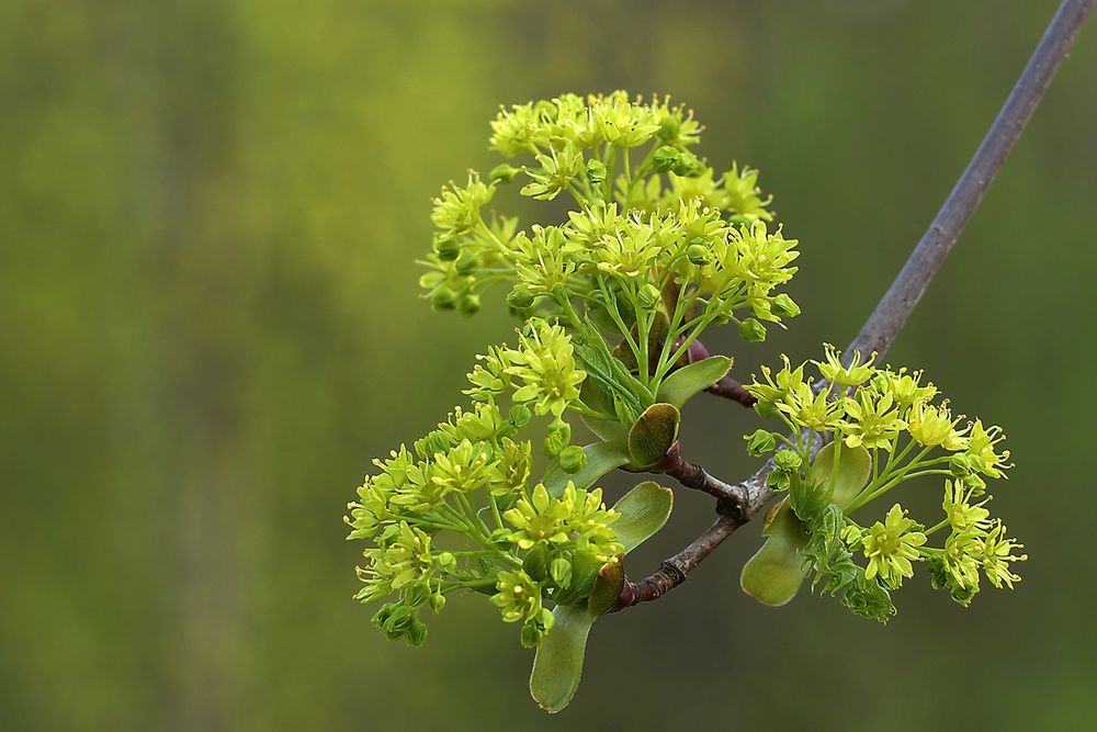 die Linden Blühen